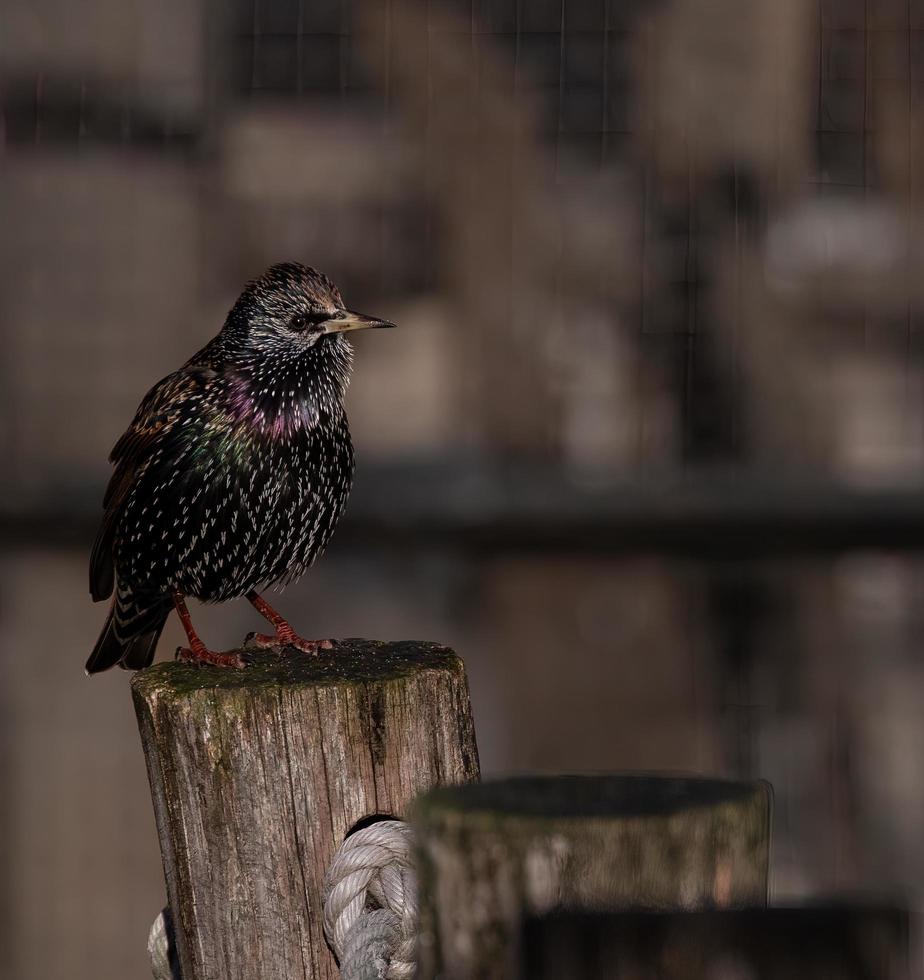 starling debout sur un poteau en bois photo