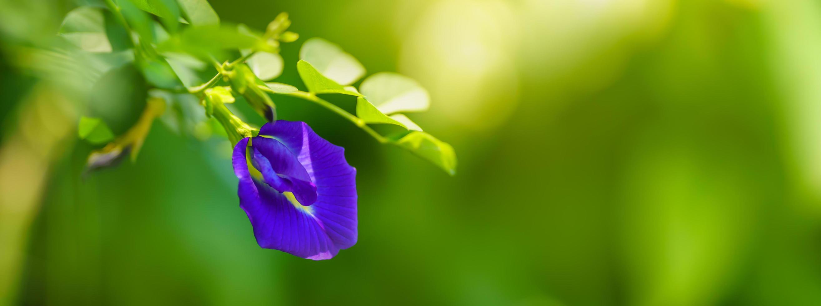 gros plan de fleur violette bleue avec feuille verte sous la lumière du soleil avec espace de copie en utilisant comme arrière-plan paysage de plantes naturelles, concept de page de garde écologique. photo