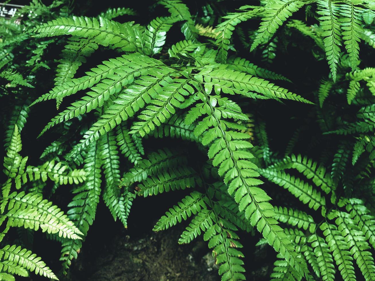 fougère verte dans un jardin. Cyrtomium fortunei photo