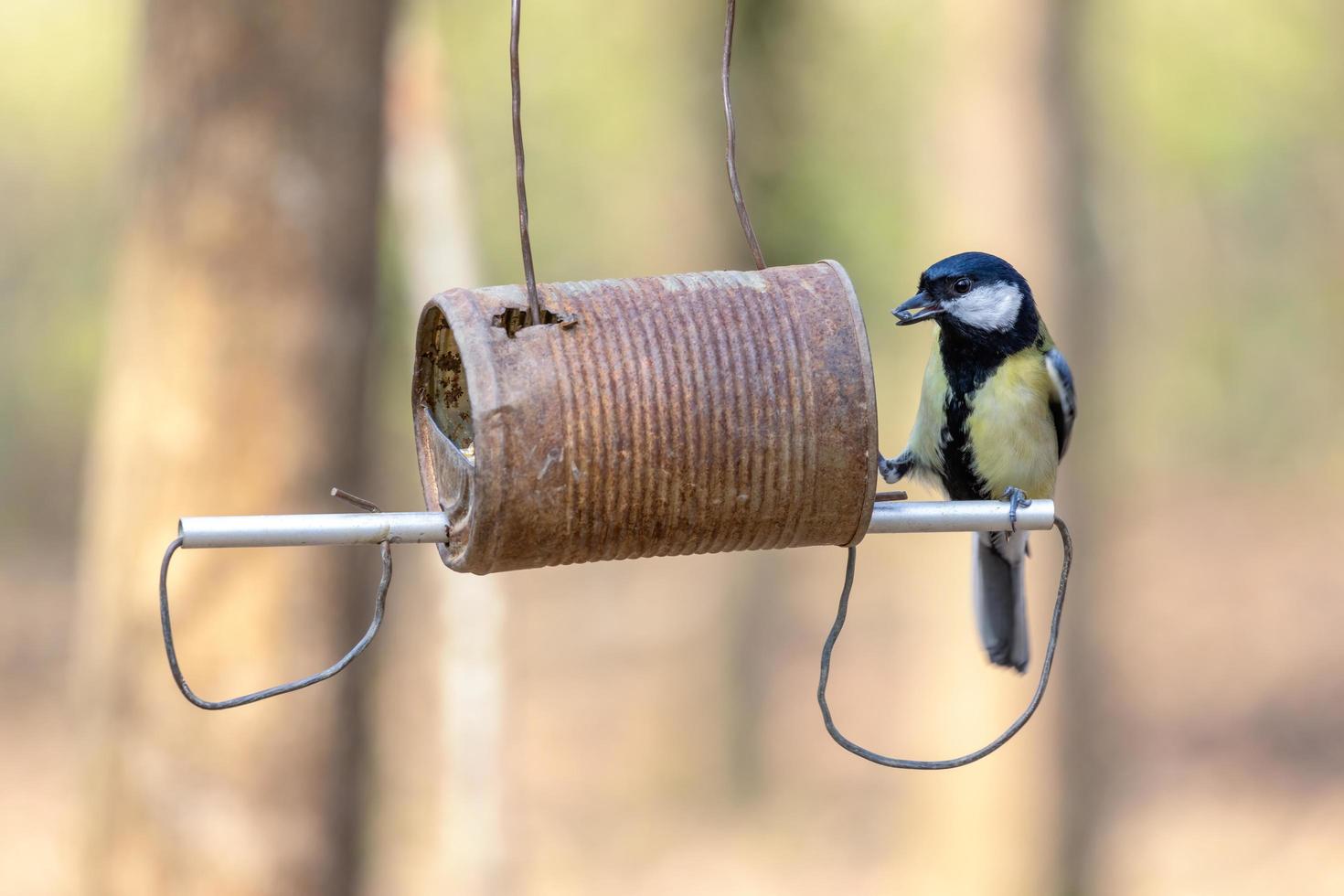 Mésange charbonnière à la recherche de nourriture dans une boîte de conserve remplie de graines photo