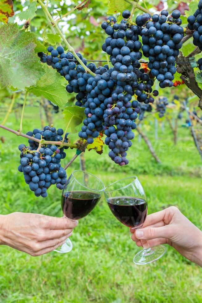 deux mains grillage avec du vin rouge près de raisins bleus photo