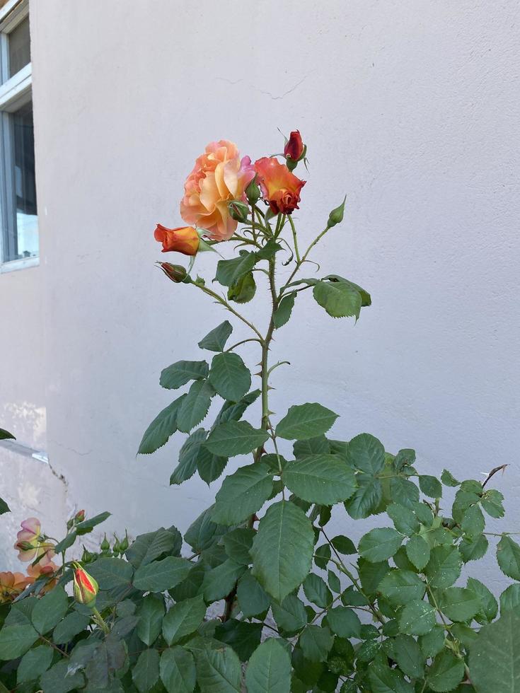 petit jardin rose rouge avec des gouttes de pluie, gros plan photo