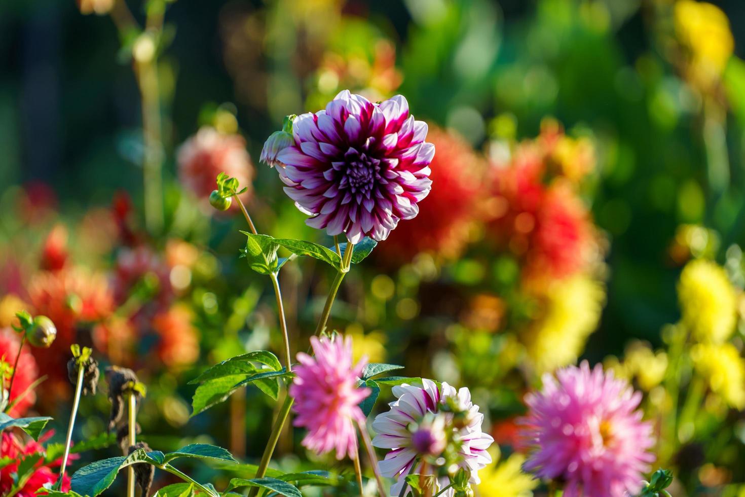 fleurs de dahlias roses en gros plan photo