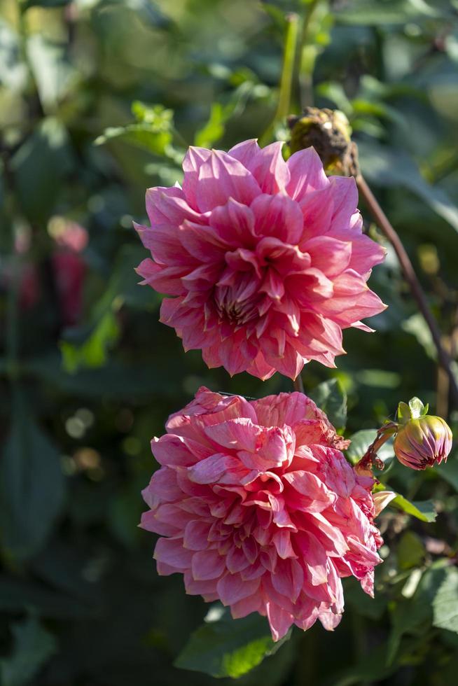 fleurs de dahlias roses en gros plan photo