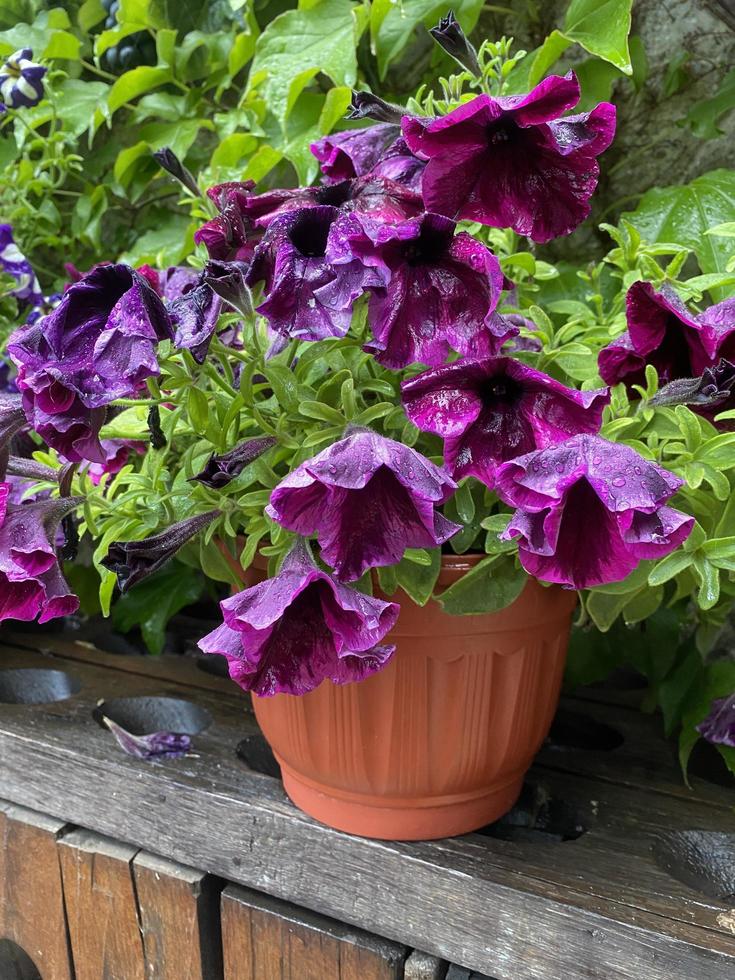 lit de fleurs avec des fleurs de pétunia rose blanc gros plan photo