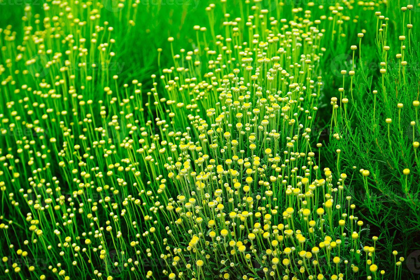 fond naturel avec des fleurs de chrysanthème jaune décoratif photo