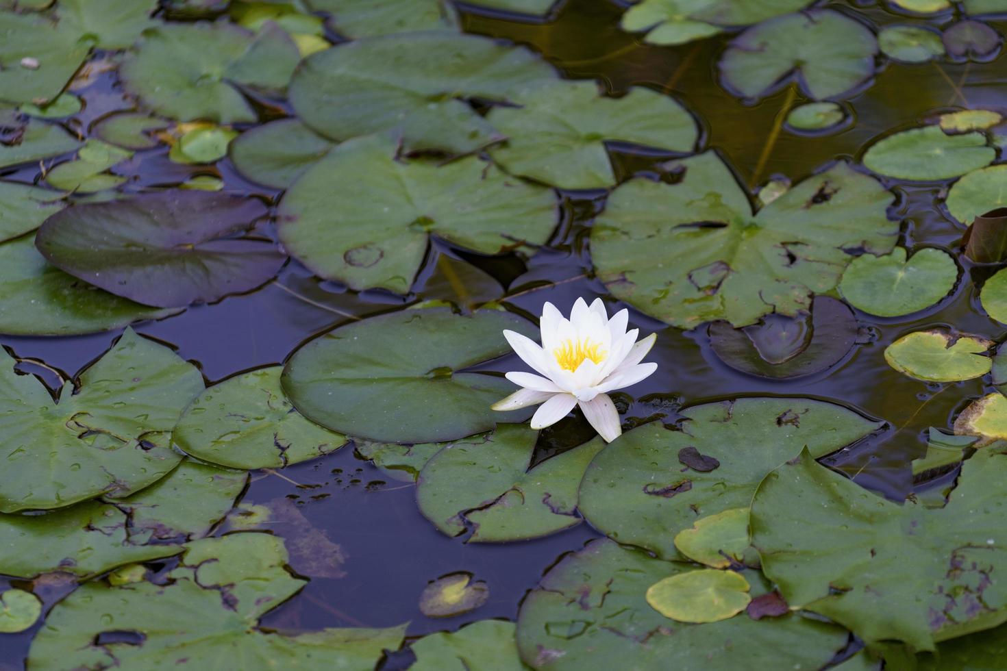 fleur de nénuphar sur le lac photo