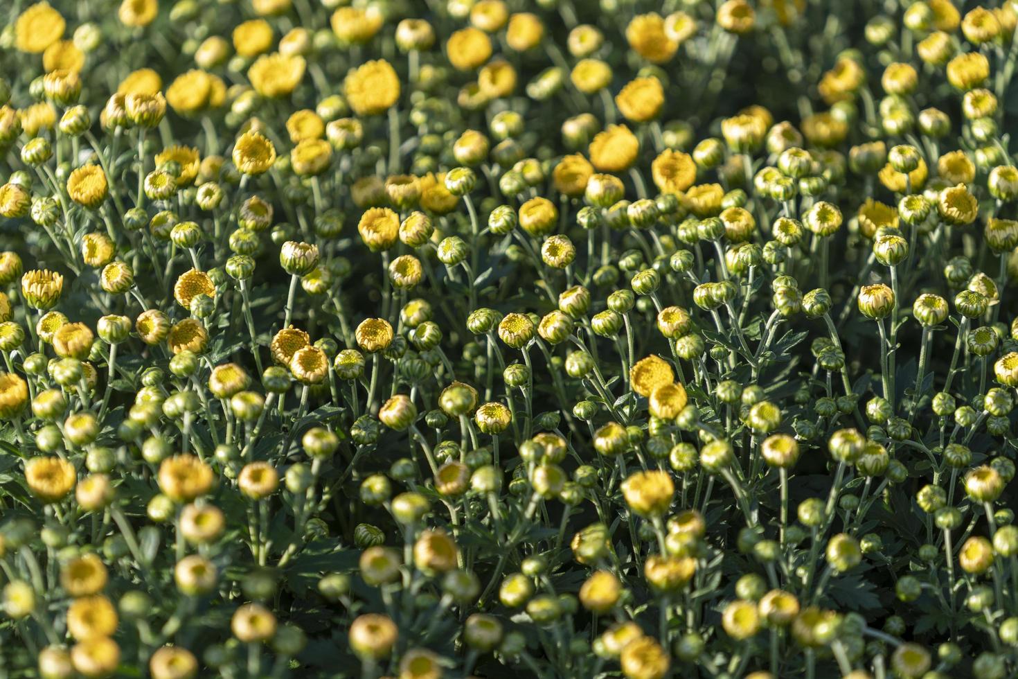 chrysanthèmes doux fleurissant dans le jardin photo