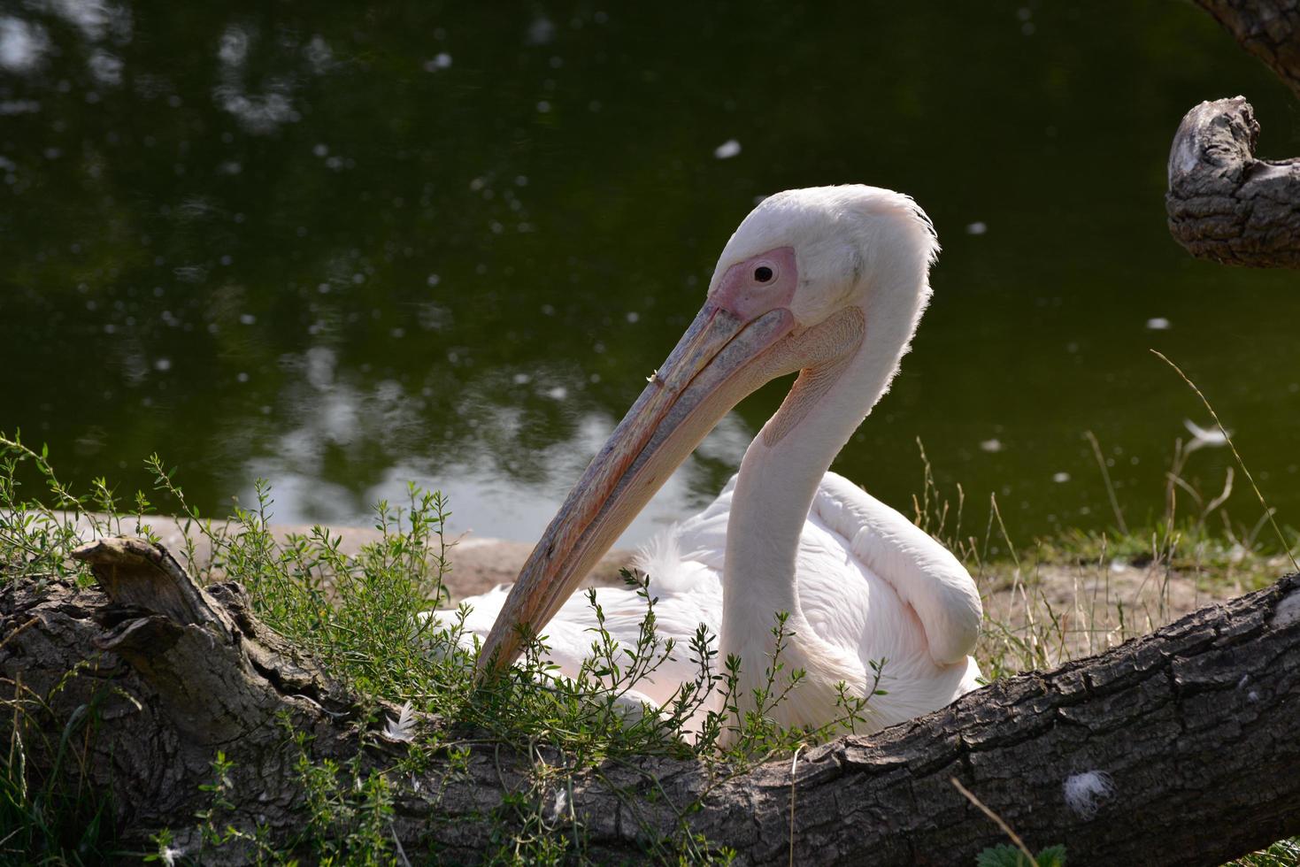 grand pélican blanc se reposant au bord du lac photo