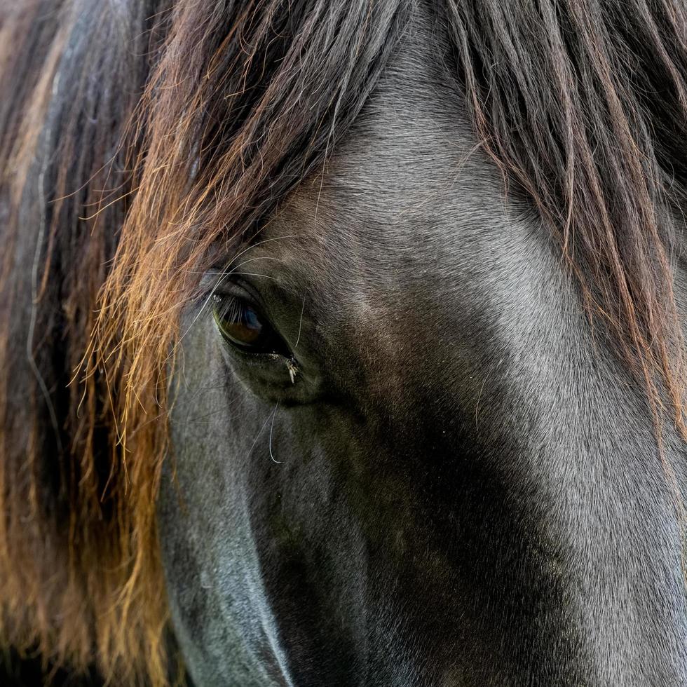 Cheval noir dans un champ à Kingscote dans le West Sussex photo