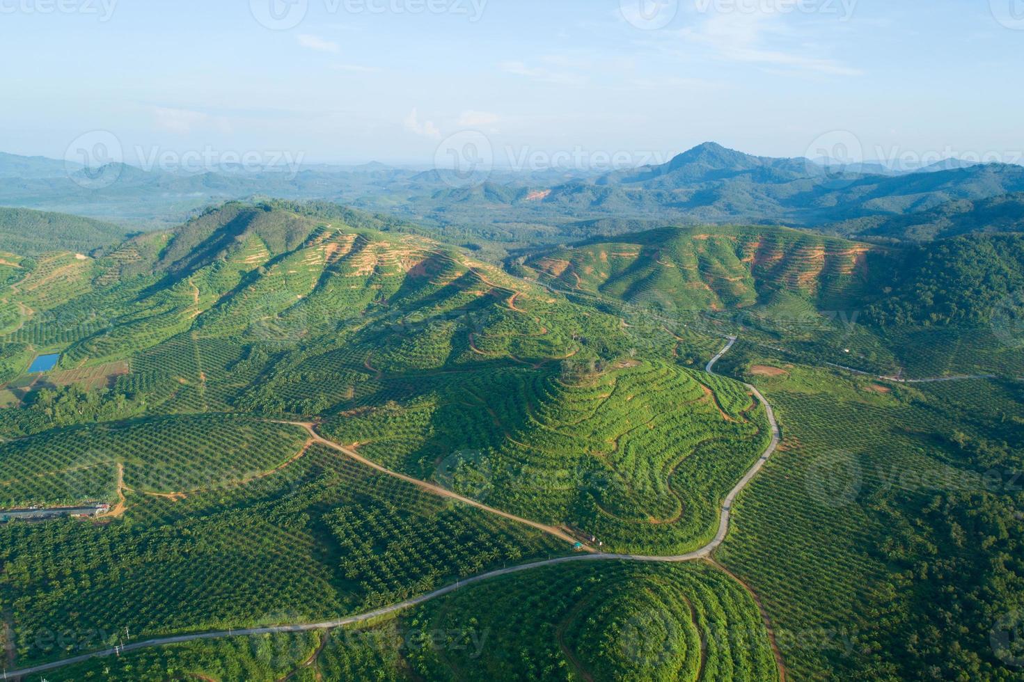 rangée de palmiers jardin de plantation sur haute montagne à phang nga thaïlande vue aérienne drone high angle view photo