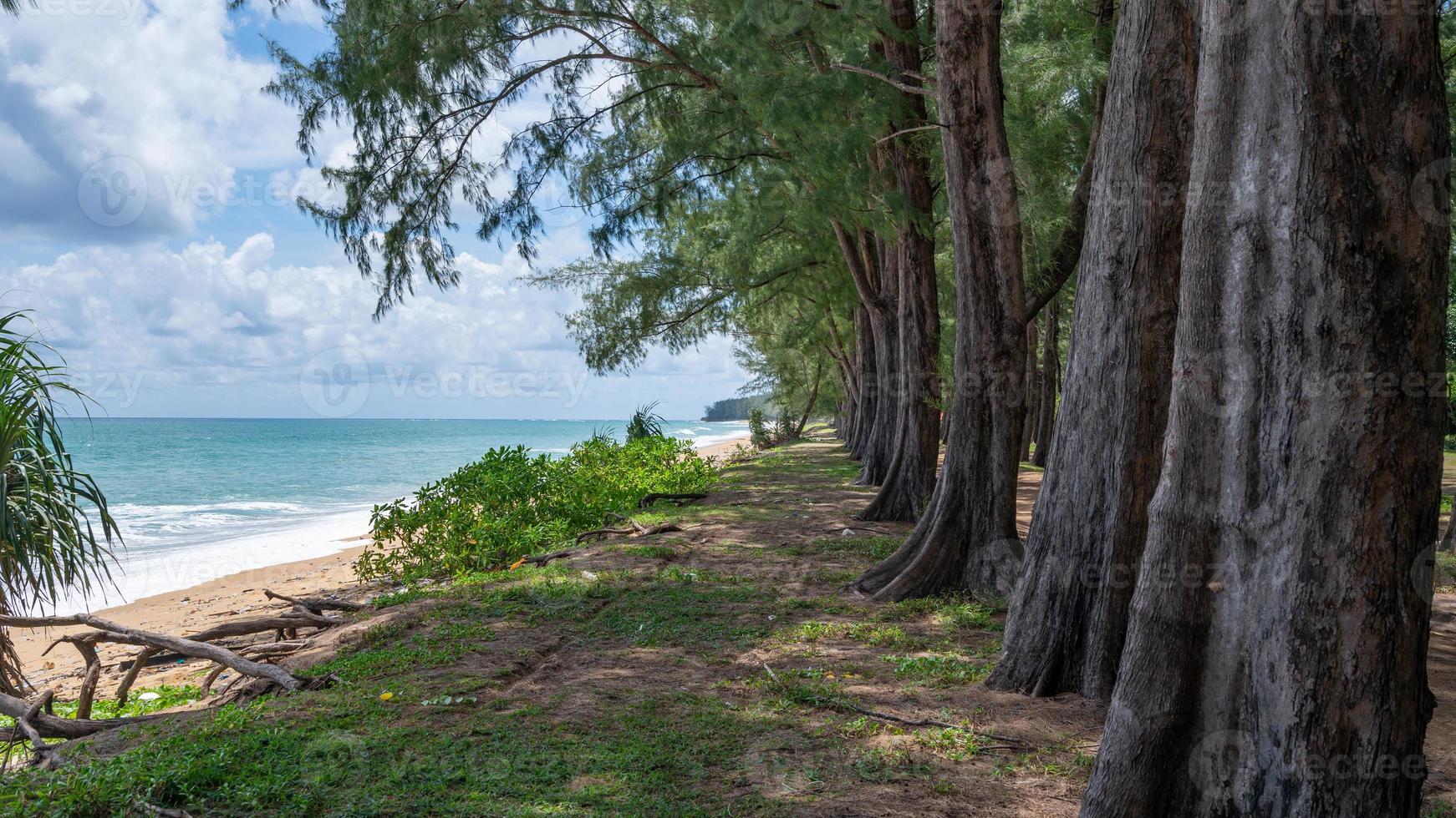 rangée de pins près de la plage de phuket en thaïlande. photo