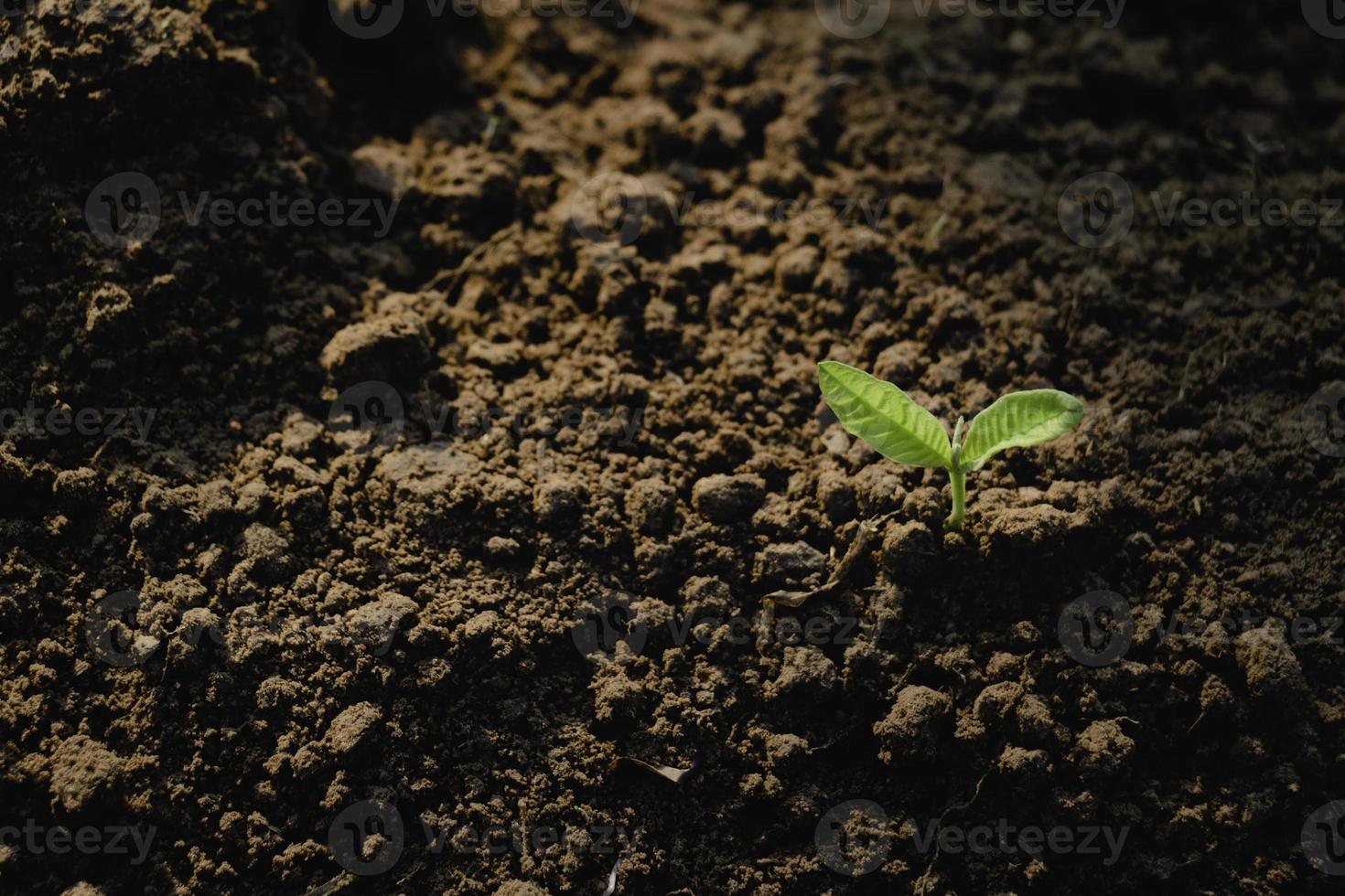 plante en croissance, jeune plante dans la lumière du matin sur fond de sol, nouveau concept de vie. petite plante sur le sol au printemps. photo