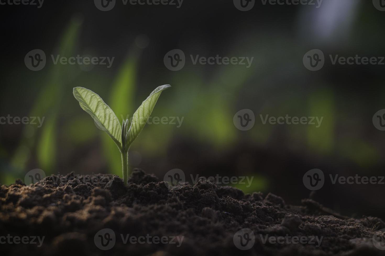 plante en croissance, jeune plante dans la lumière du matin sur fond de sol, nouveau concept de vie. petite plante sur le sol au printemps. photo