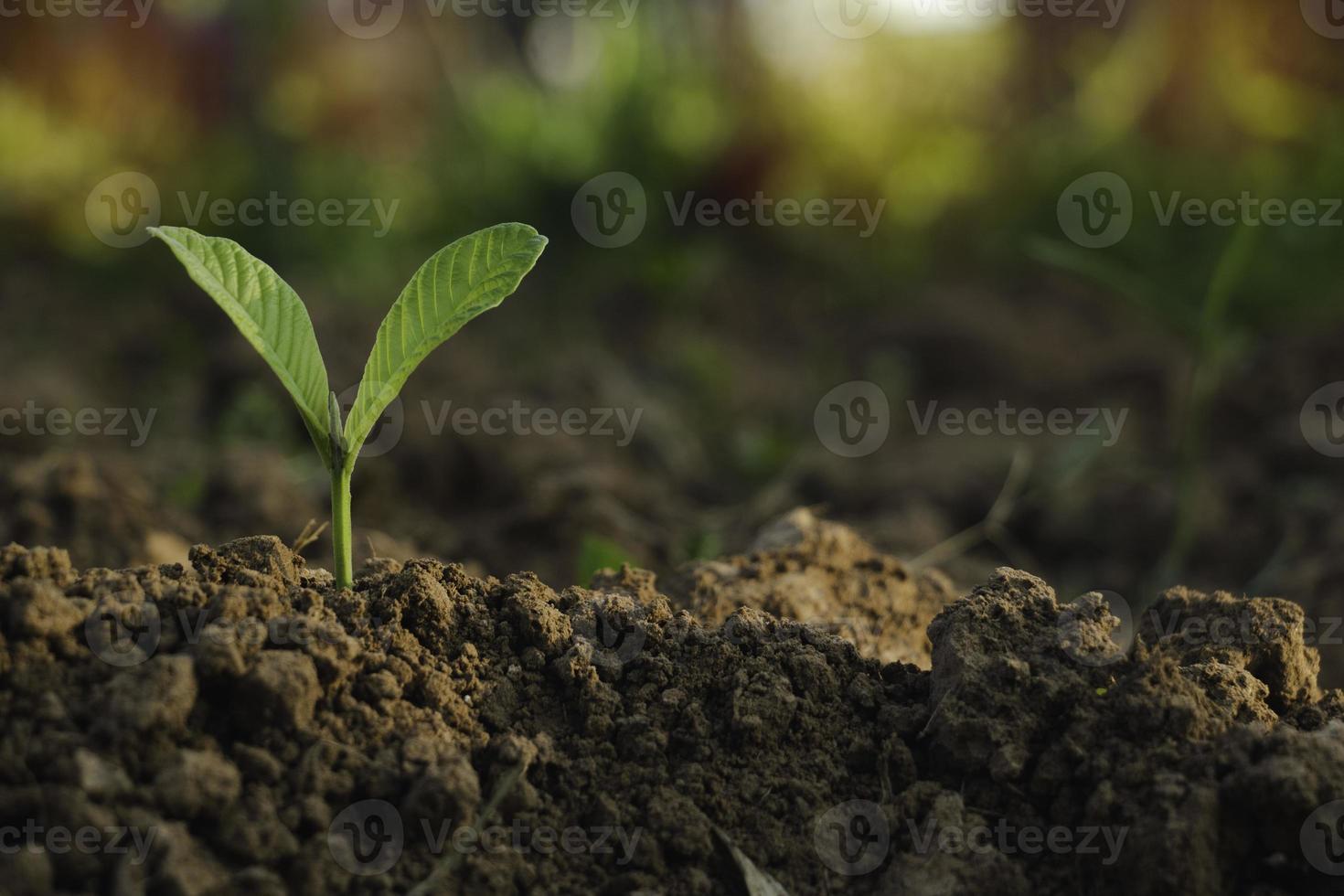 plante en croissance, jeune plante dans la lumière du matin sur fond de sol, nouveau concept de vie. petite plante sur le sol au printemps. photo