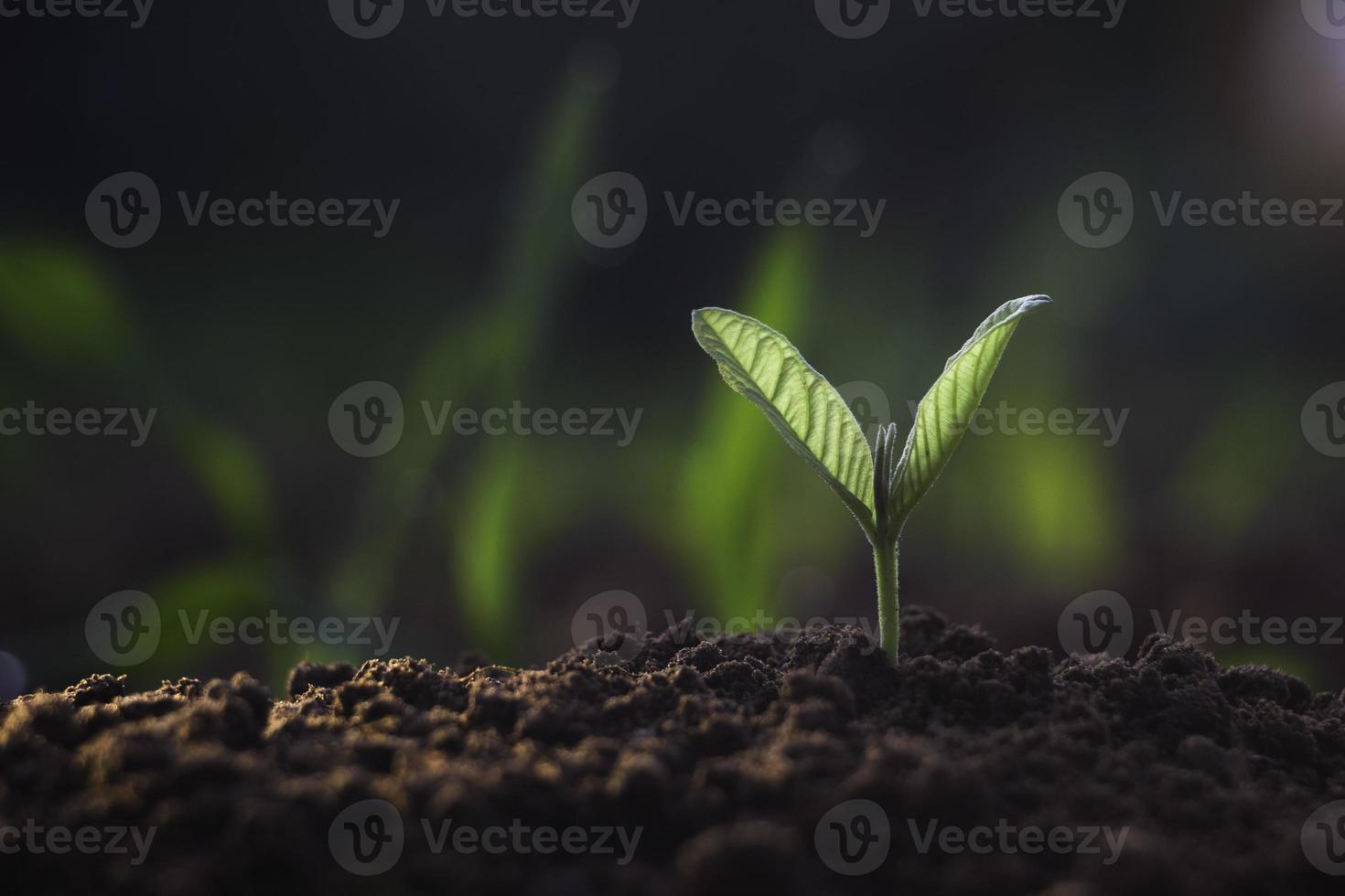 plante en croissance, jeune plante dans la lumière du matin sur fond de sol, nouveau concept de vie. petite plante sur le sol au printemps. photo