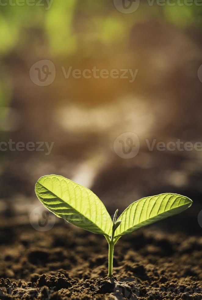 plante en croissance, jeune plante dans la lumière du matin sur fond de sol, nouveau concept de vie. petite plante sur le sol au printemps. photo