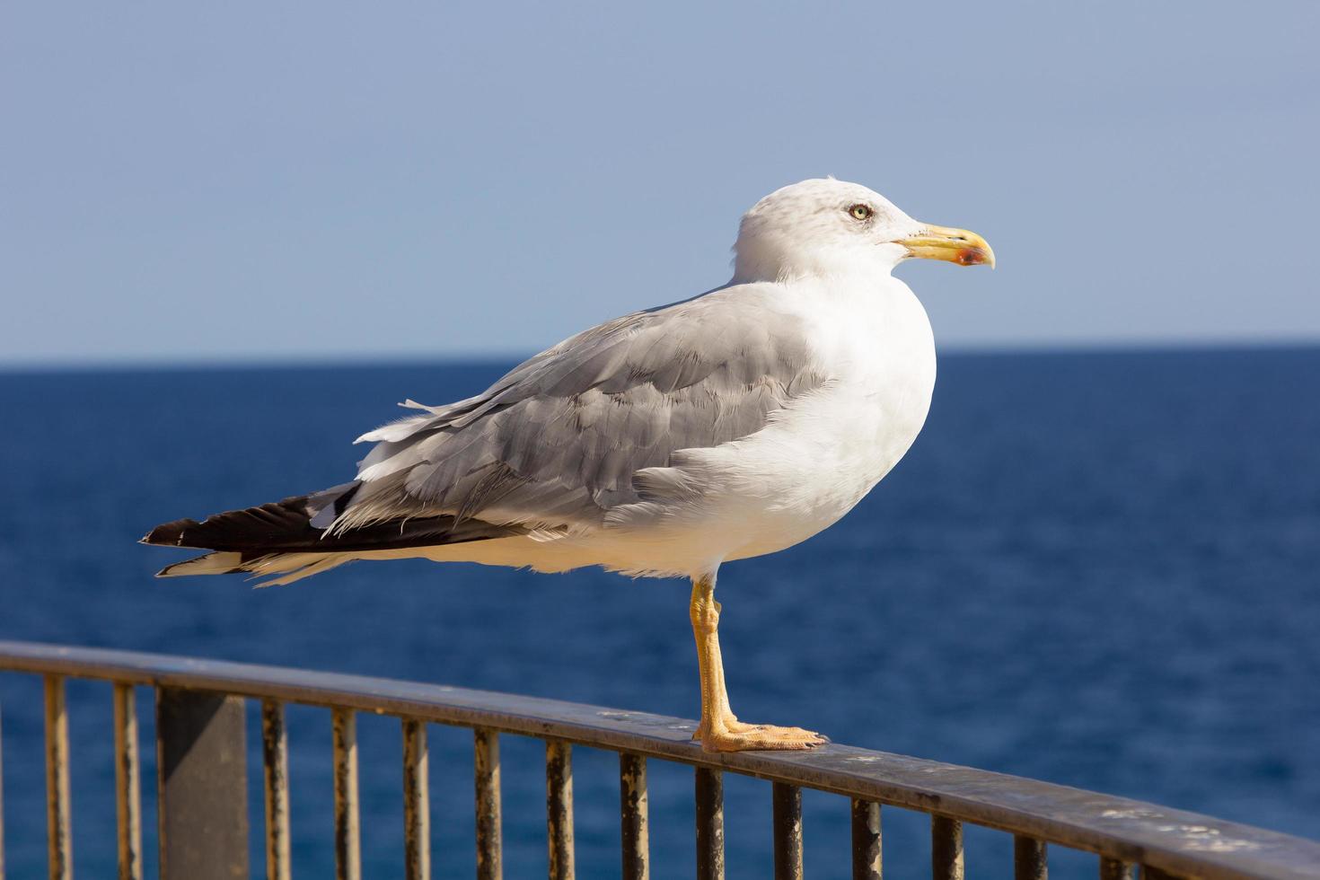 mouette, oiseau de mer, volant et détendu, planant dans le ciel photo