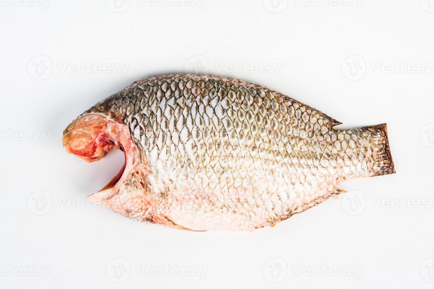 tilapia du nil fond blanc photo