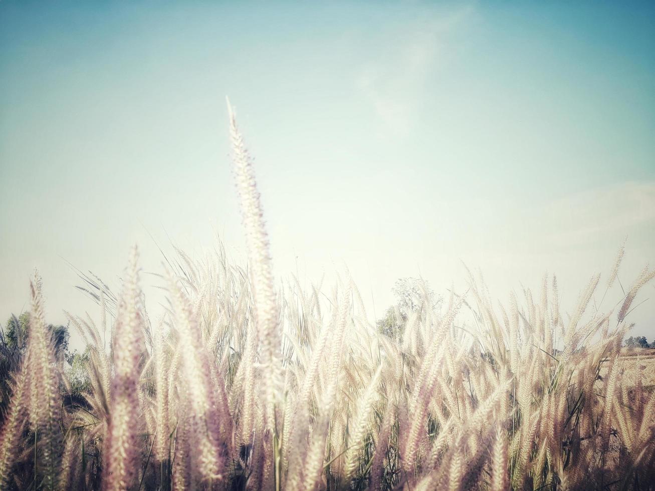 champ de fleur, fond sombre. photo