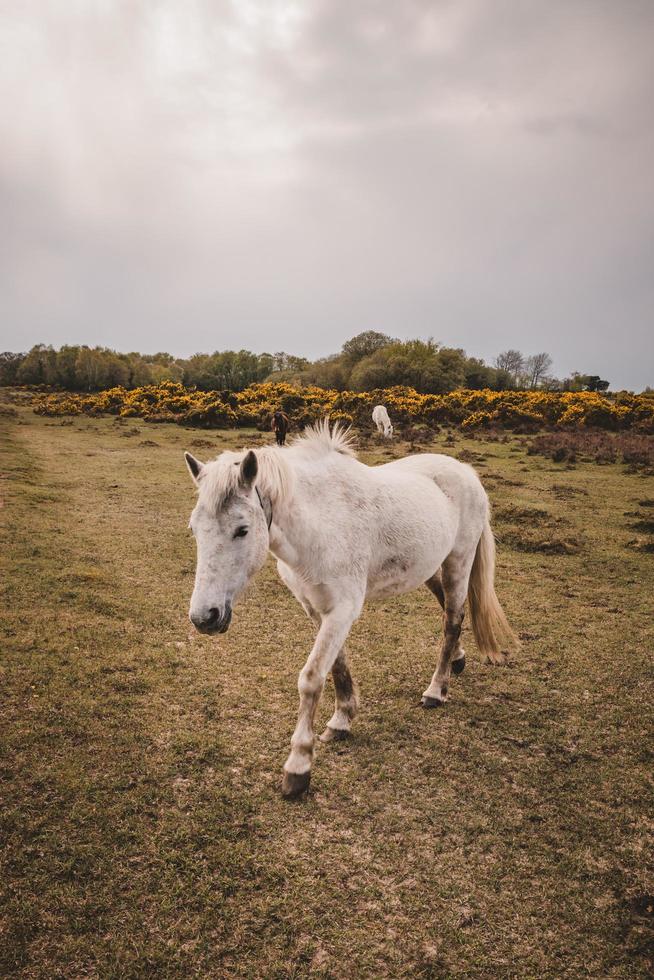 beau cheval blanc dans la nature. photo