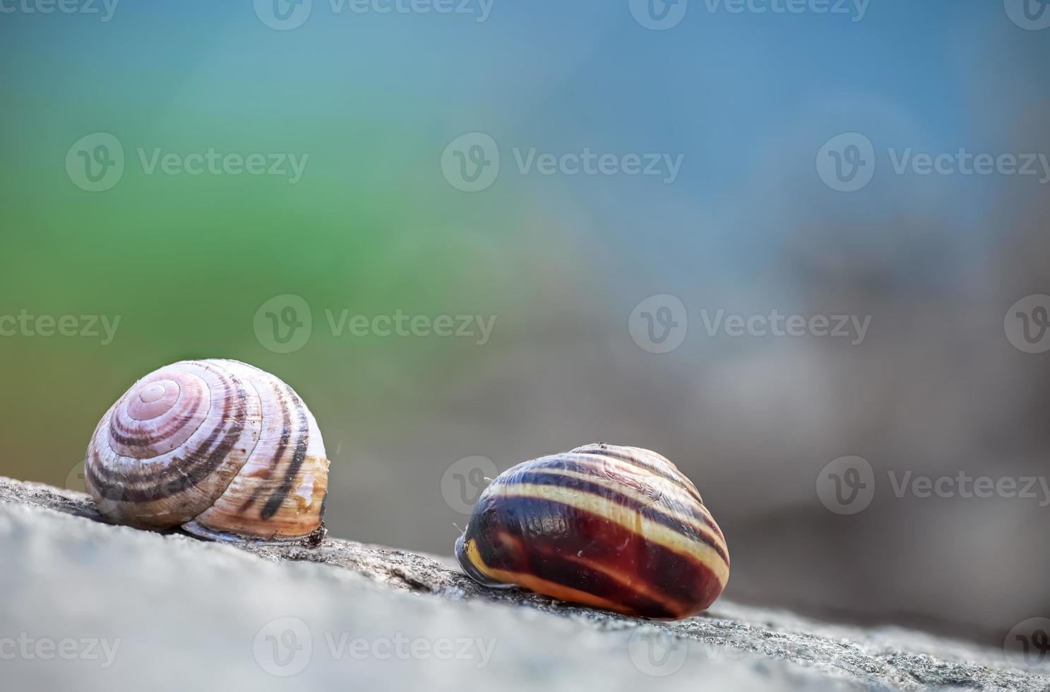 Deux coquilles d'escargots sur le rocher gros plan photo