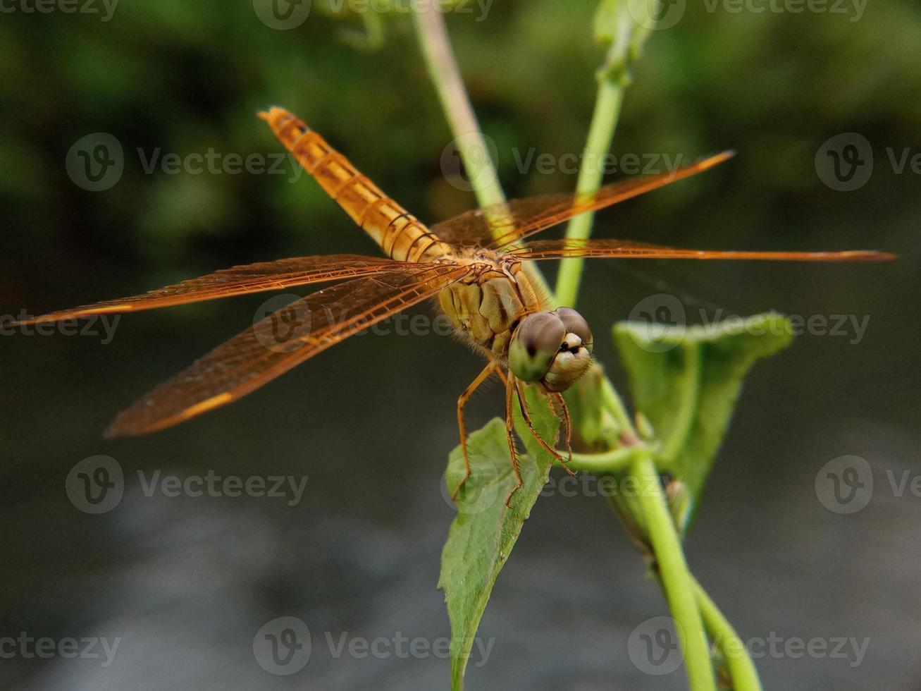 libellule. belle libellule dans l'habitat naturel. la libellule chasse. plans macro d'une libellule. photo