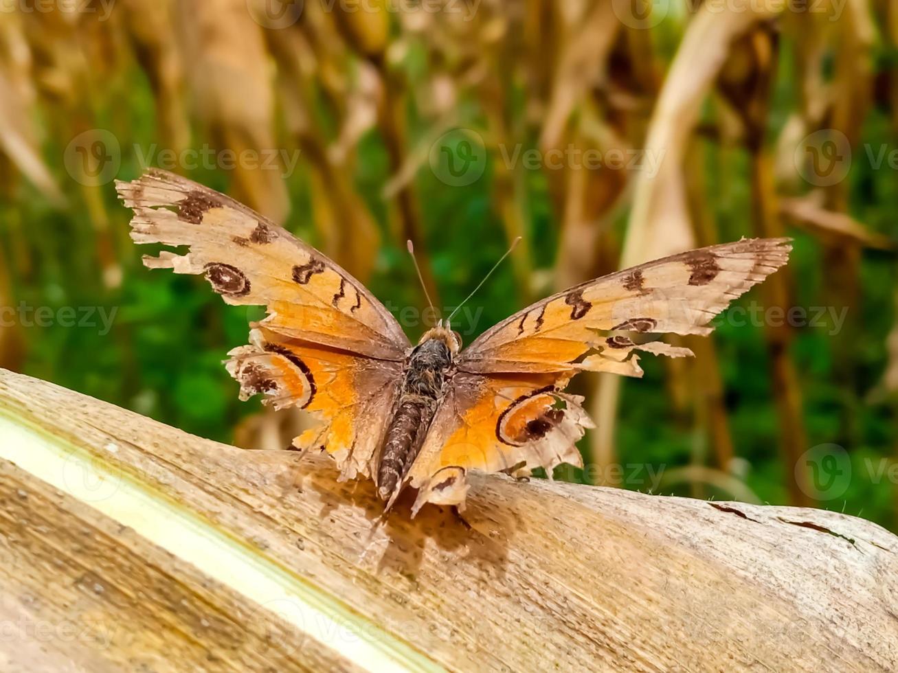 papillon gros plan. image stock nature d'un gros plan d'insectes. la plus belle image d'un papillon aux ailes photo