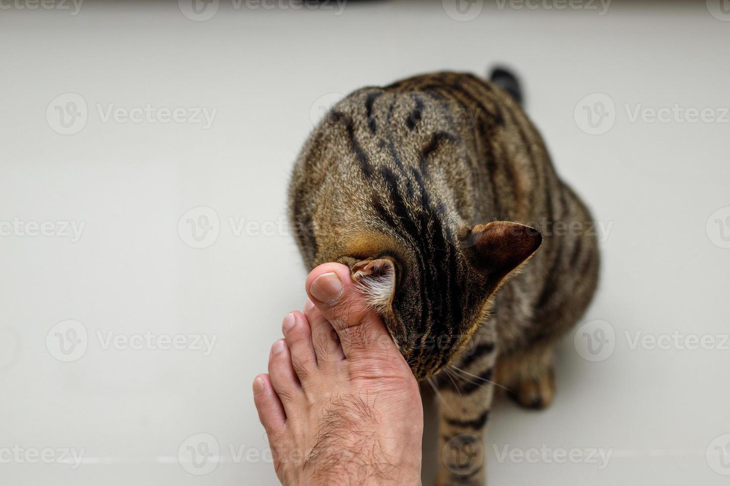 visage de chat frottant les pieds des gens, chat tigré. photo