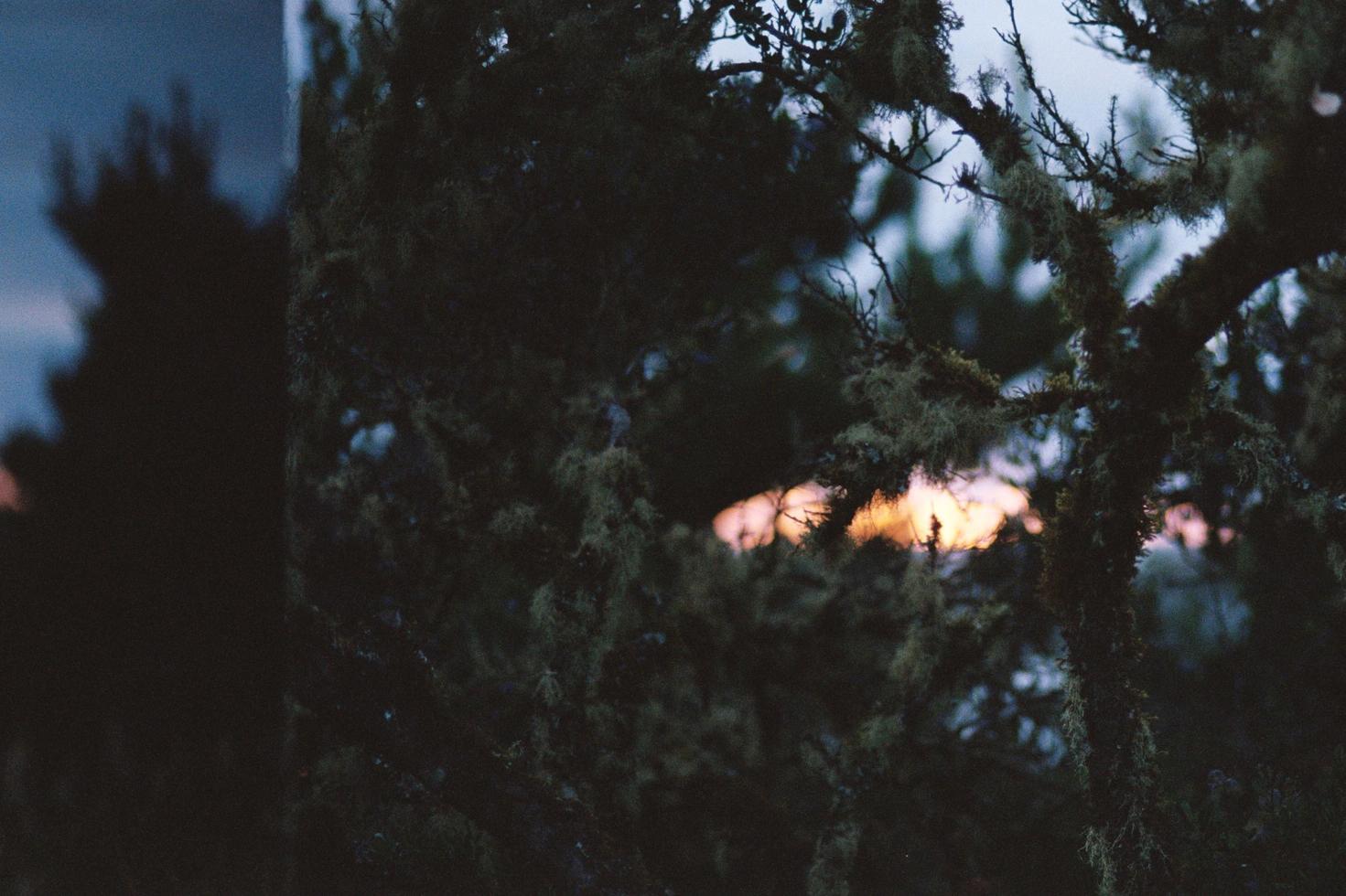 coucher de soleil arbre vert photo