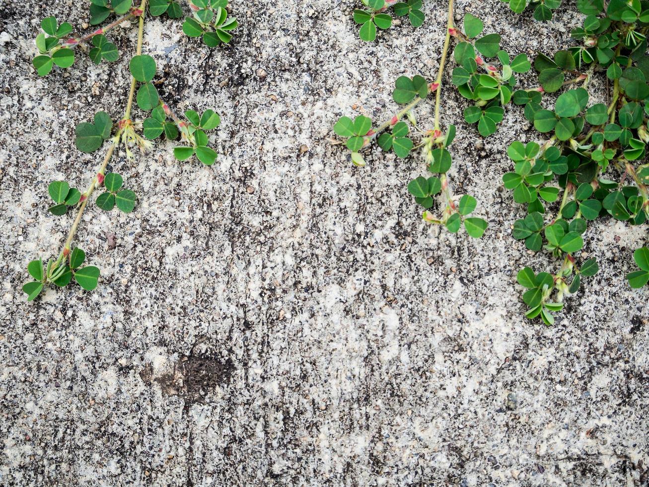 plante et mur de béton pour le fond photo