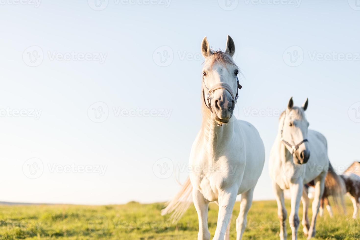 deux chevaux blancs trottant devant sur le champ d'herbe verte. photo