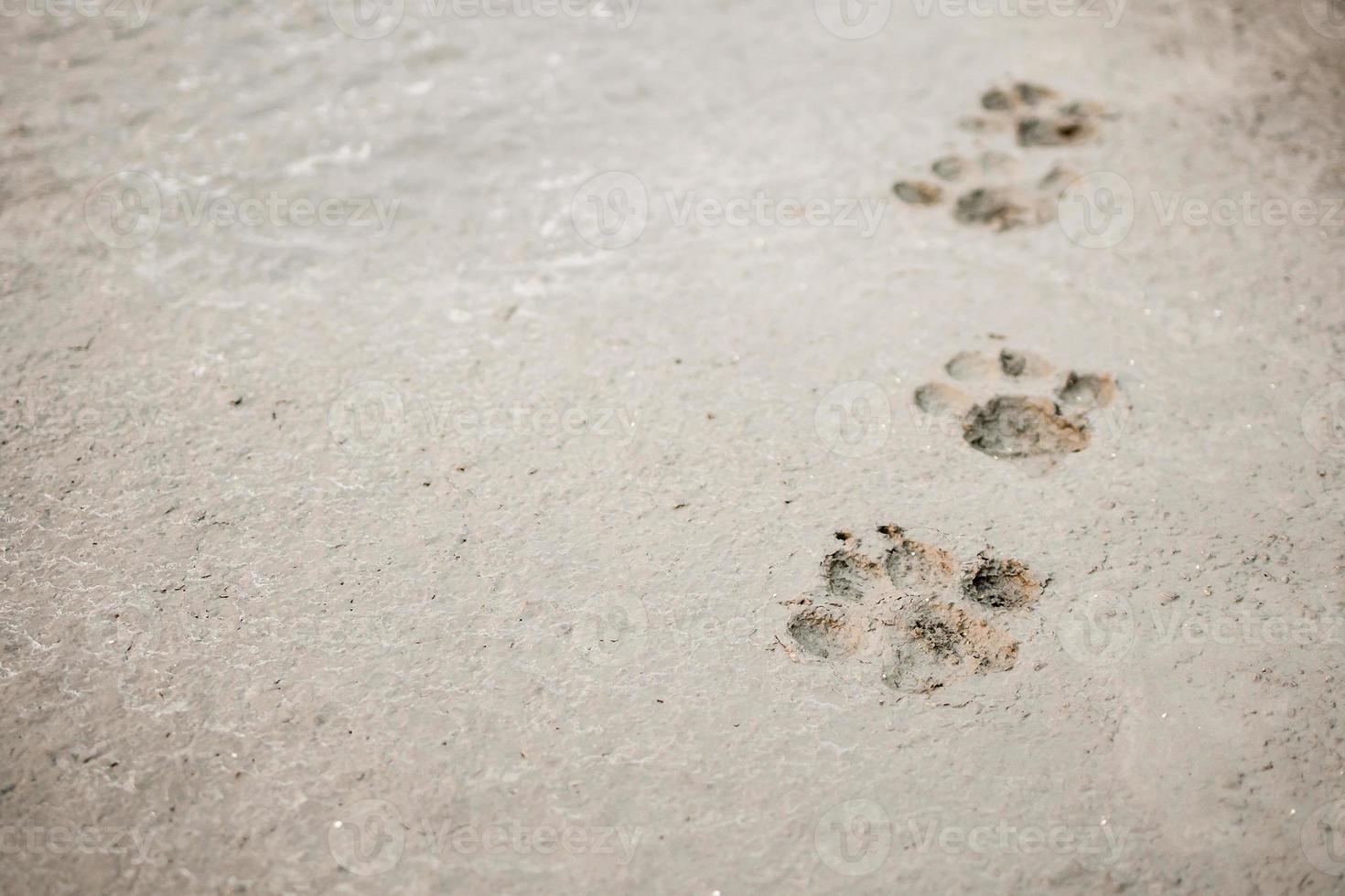 Empreintes de pas de chien sur fond de sol en béton de ciment photo