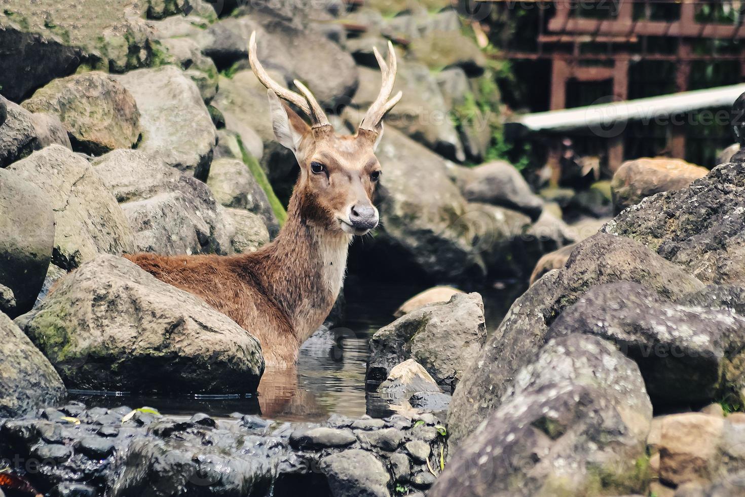 un cerf assoiffé cherche de l'eau dans une petite rivière photo