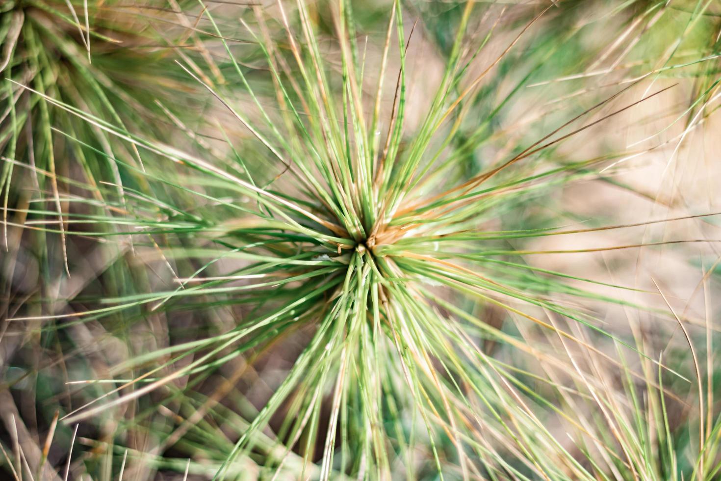 herbe verte belle nature, matin pour le fond, au bord de la mer photo