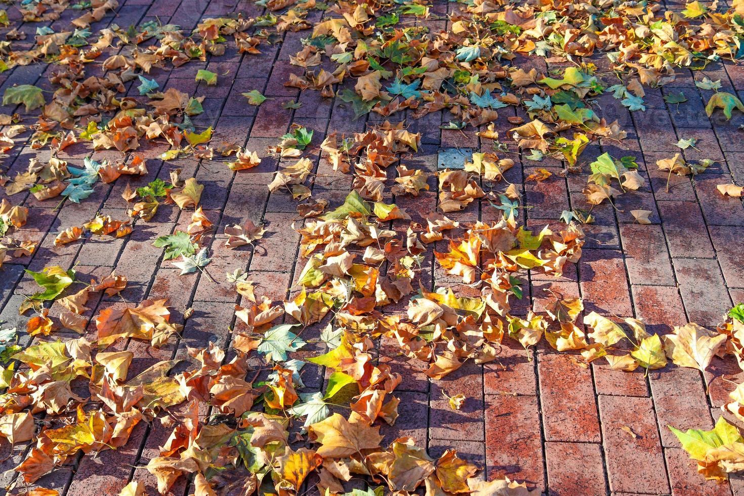 belles feuilles d'automne colorées sur le sol pour les arrière-plans ou les textures photo