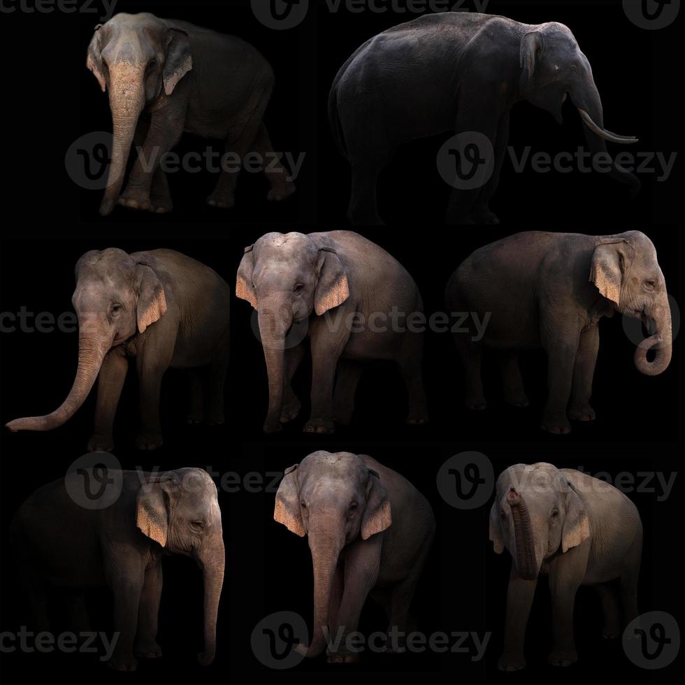 éléphant d'asie se cachant dans le noir photo