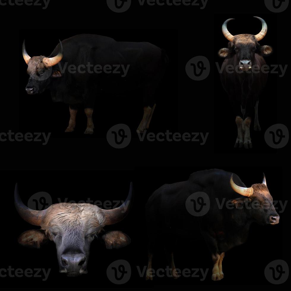 gaur se cachant dans le noir photo