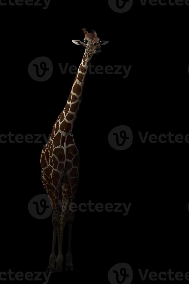 girafe se cachant dans le noir photo