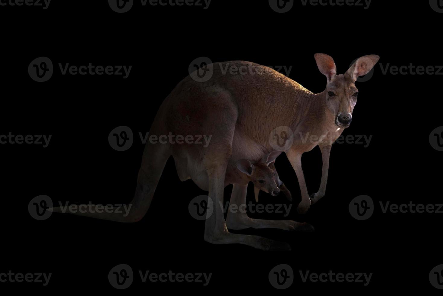 kangourou dans le noir photo