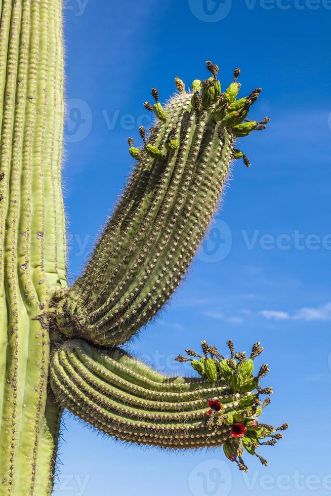 beaux cactus dans le paysage photo