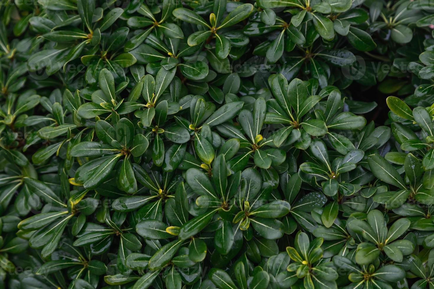 gros plan d'une belle branche de brousse fraîche avec des feuilles vertes, l'arrière-plan est flou. photo