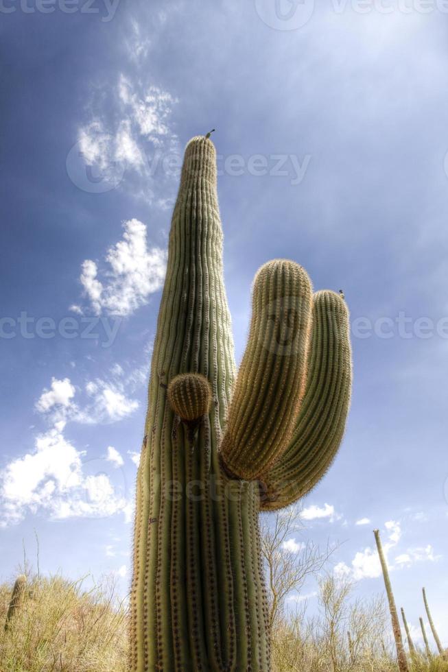 cactus saguaro dans le désert de sonora photo