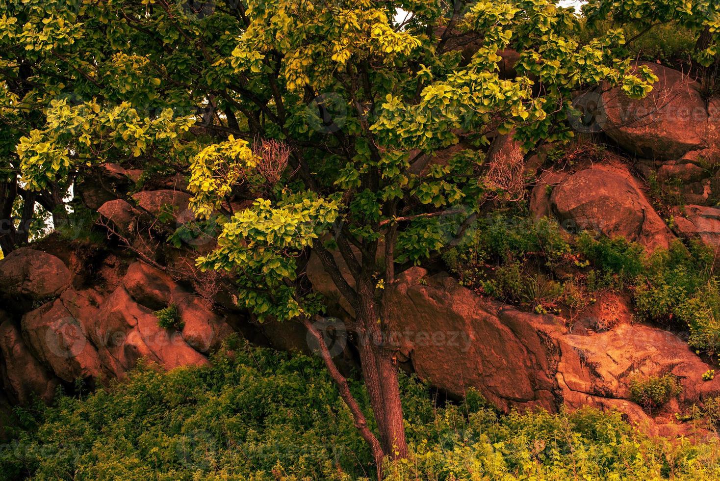 arbres sur une pierre photo