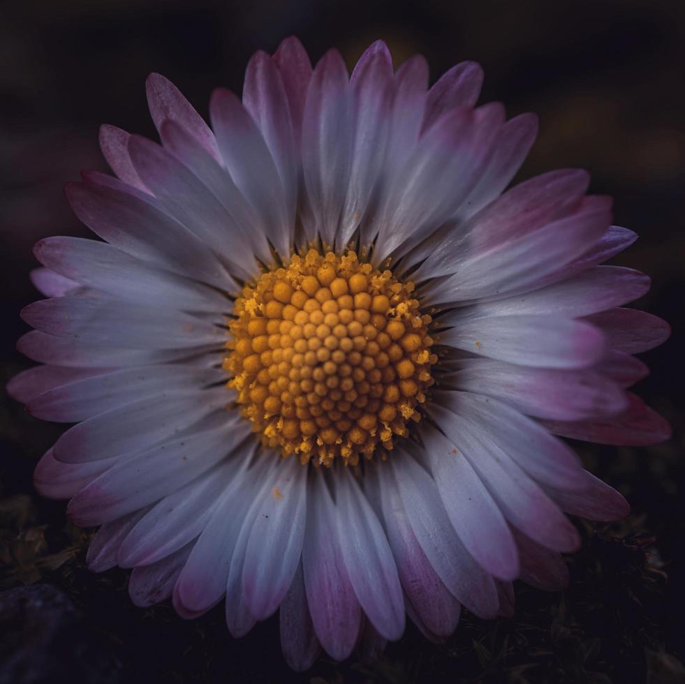 fleur de marguerite romantique au printemps photo