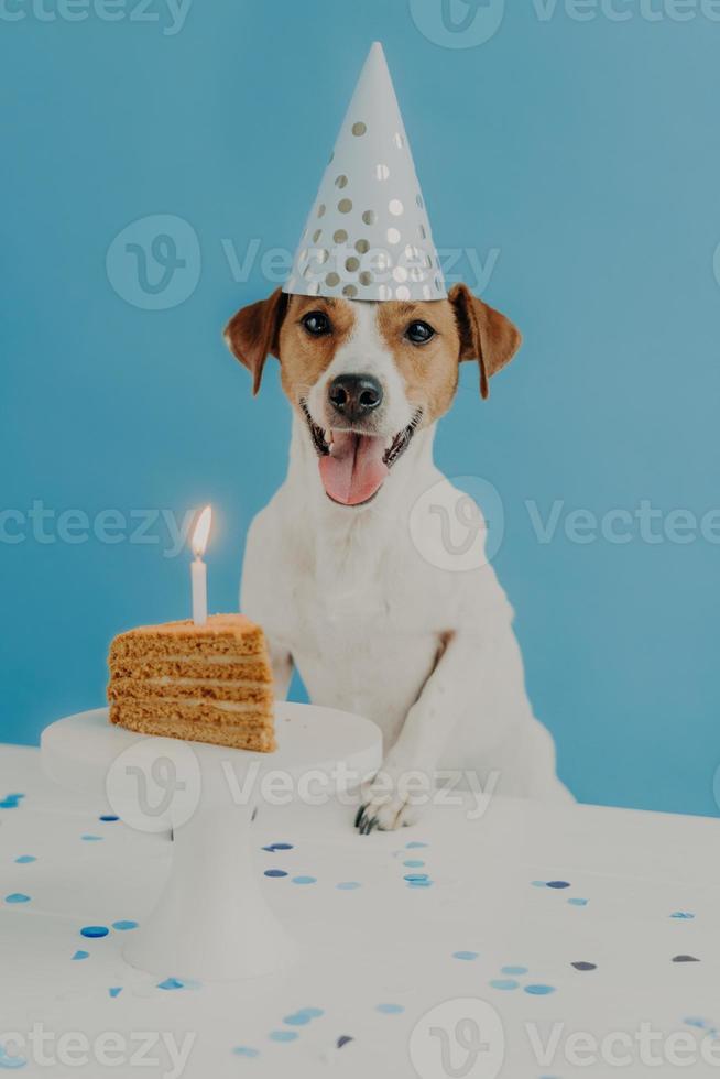 joyeux premier anniversaire de chien. beau chien jack russel terrier porte un chapeau de fête, pose près de la table avec un morceau de gâteau délicieux et une bougie allumée, isolé sur fond bleu. animaux de compagnie et concept de vacances photo