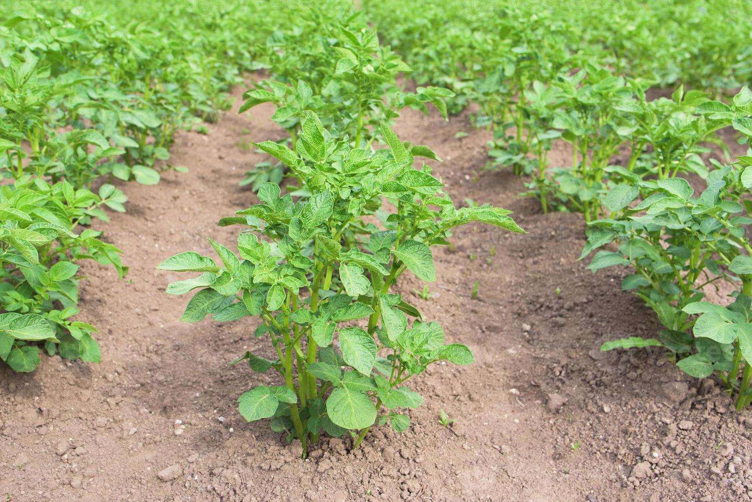 plants de pommes de terre dans le jardin photo