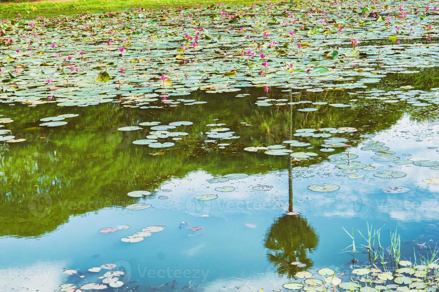 lac de lotus photo