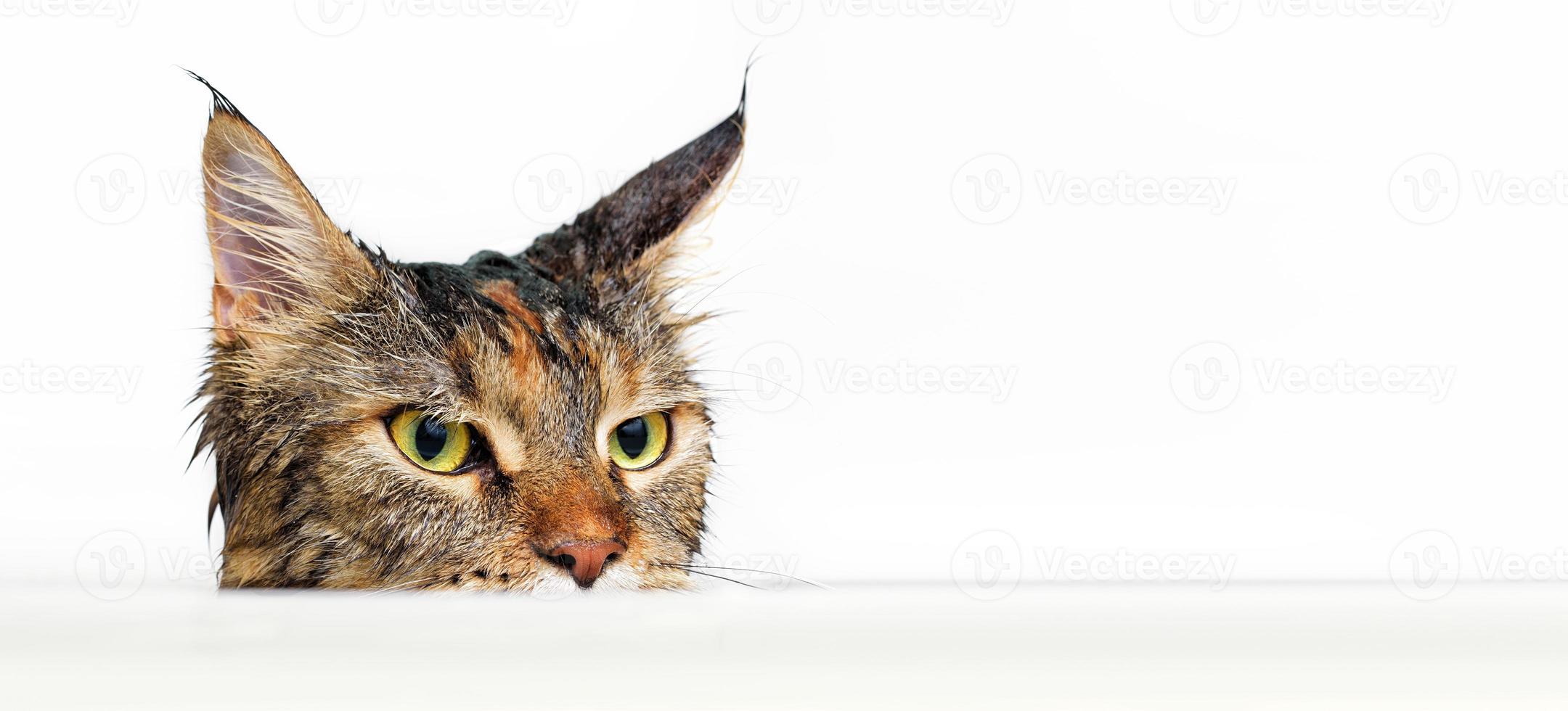 chat mouillé dans le bain photo