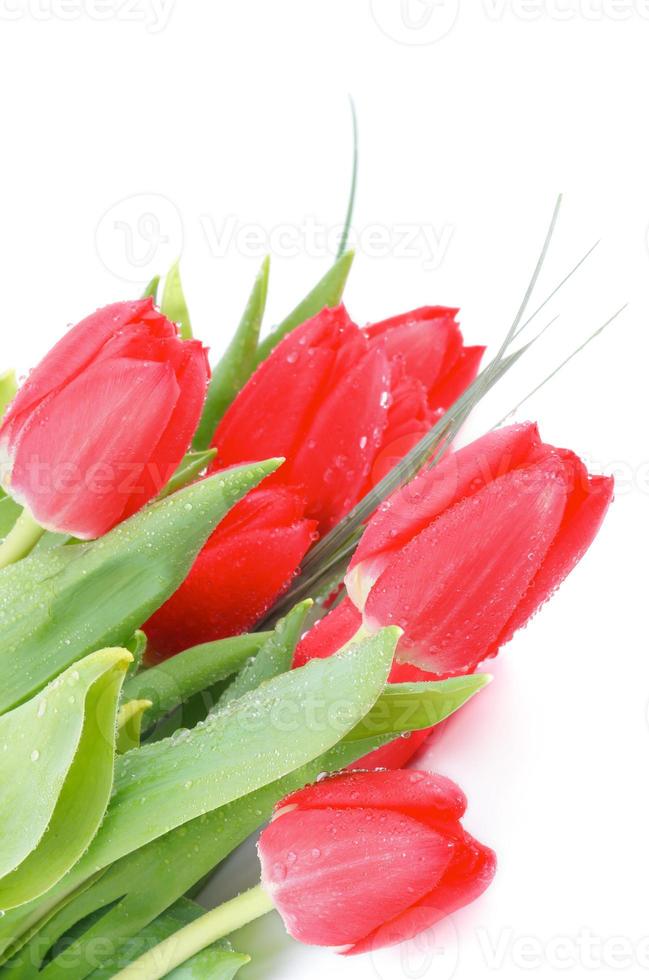 tulipes de printemps photo